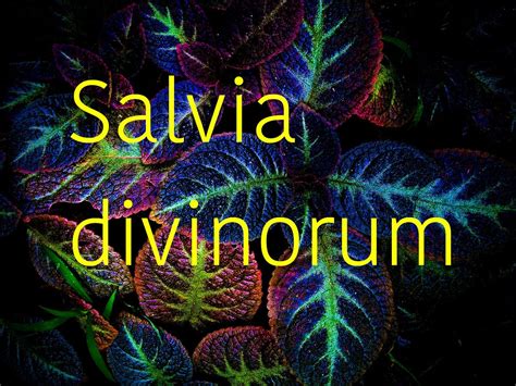 smoking salvia|Essential Smoking Salvia Divinorum Guide 